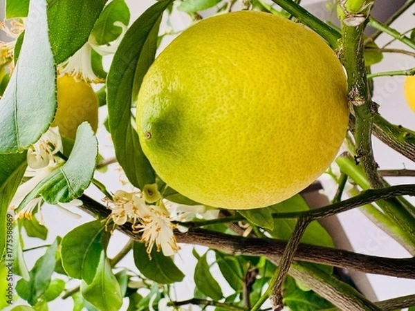 Fototapeta lemon on tree