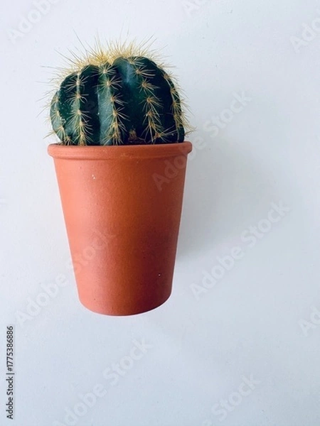 Fototapeta cactus in a pot