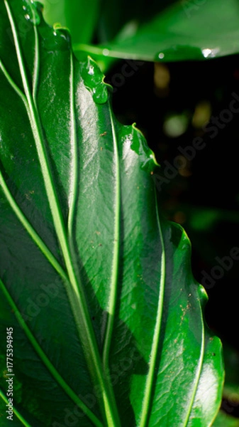 Obraz close up aesthetic leaf texture background