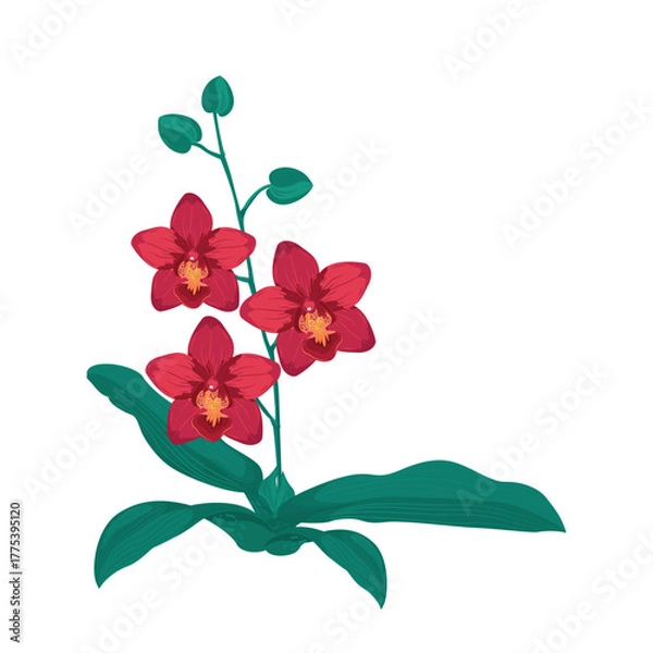 Fototapeta pink orchid isolated on white