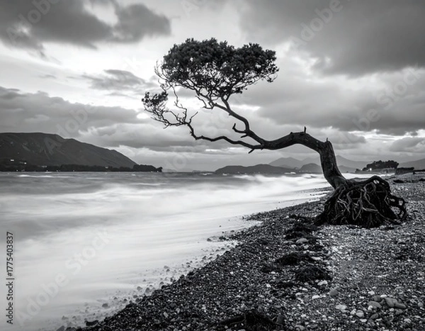 Fototapeta Monochrome landscape of a lone tree at the shore. Its exposed roots grip the beach as the waves crash with distant mountains