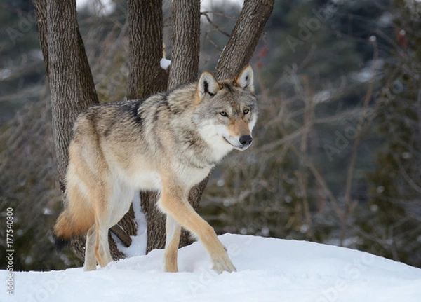 Obraz Walking in the snow