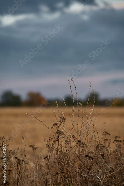 Fototapeta Autumn field with storm clouds