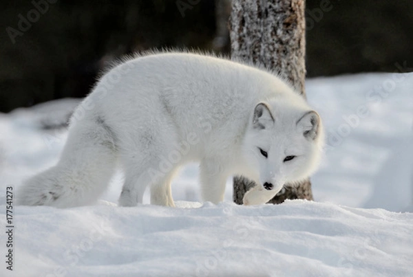 Obraz Arctic fox