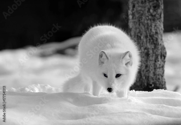 Obraz Arctic fox