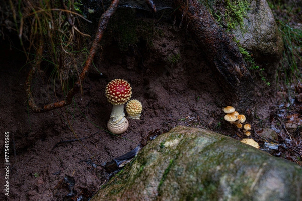 Fototapeta champignons rouges dans une forêt des vosges, annamite tue-mouche dans la nature