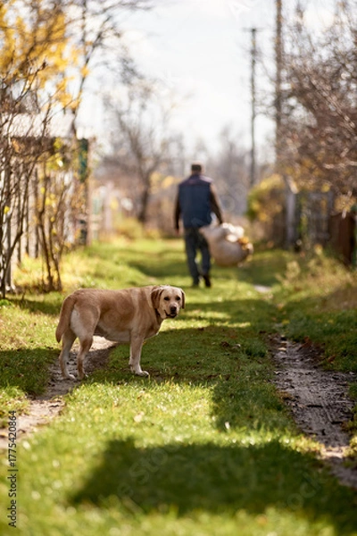 Fototapeta Loyal Labrador Dog Standing on a Grassy Village Road While an Adult Man Carries a Sack in Autumn