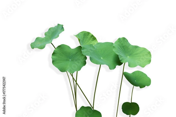Fototapeta Group of  Waterlily green leaves beauty shape with shadow on isolated background