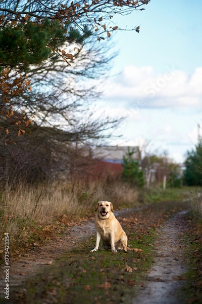 Fototapeta Labrador Retriever Sitting on Rustic Country Road in Autumn