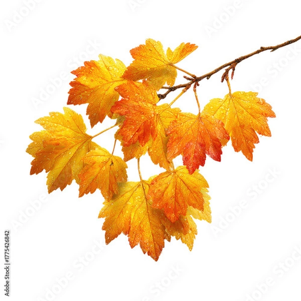 Obraz Autumnal branch with vibrant yellow and orange leaves set against a stark black background