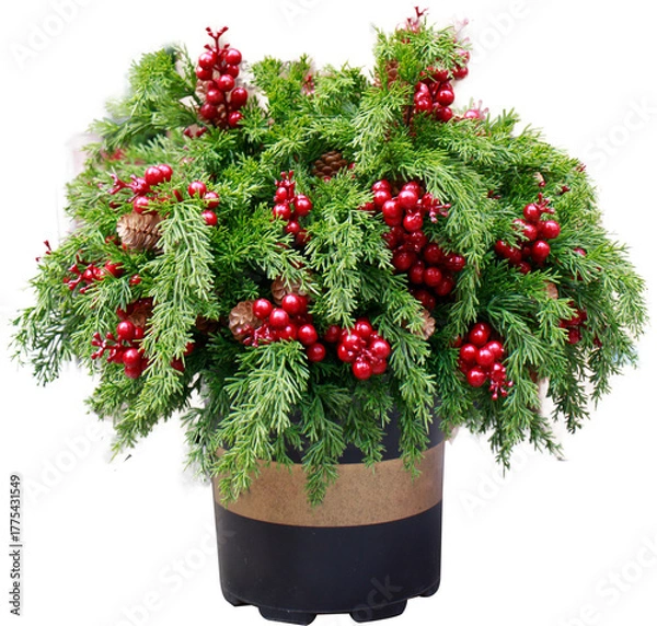 Obraz Christmas decorative plant pot on transparent background