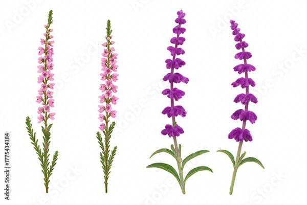 Fototapeta Set of frontal isolated PNGs of Calluna vulgaris and Mexican bush sage (Salvia leucantha) on a clear backdrop, expertly cut out in high definition