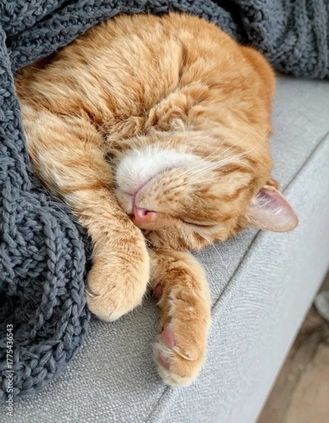 Fototapeta A ginger cat is curled up asleep on a gray couch, partially covered by a gray blanket. The cat looks comfortable and relaxed.