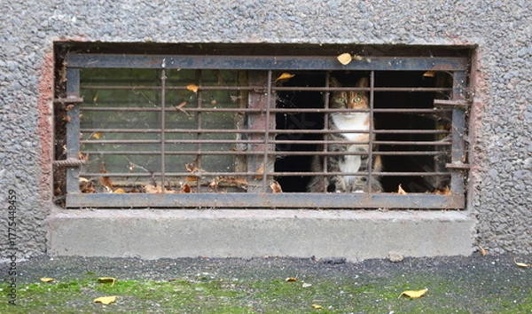 Obraz A multicolored cat looks out of a barred basement window