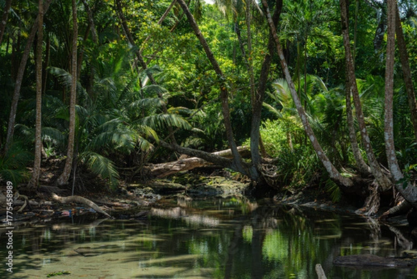 Fototapeta river in the forest