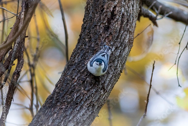 Obraz birf in the forest
