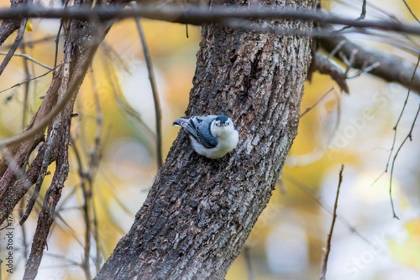 Obraz nuthatch on a tree