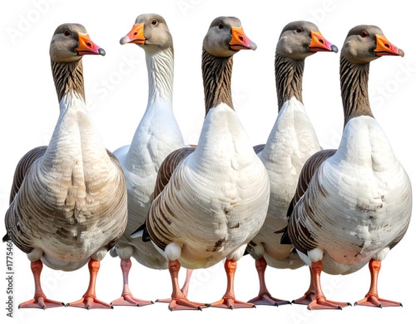 Fototapeta Realistic Geese Standing Together, Full-Body View, Isolated on Transparent Background