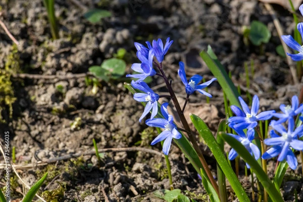 Fototapeta many blue flowers of the star hyacinth on a meadow at springtime