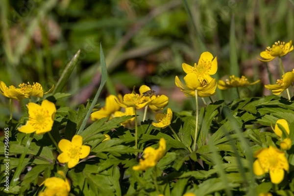 Fototapeta Close-up of anemone ranunculoides – yellow wood anemone or buttercup anemone in bloom