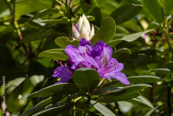 Fototapeta Purple Rhododendron in full bloom – Flowering ornamental shrub in the garden or park in spring