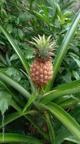 Fototapeta Young pineapple fruit growing, surrounded by sharp, green leaves. Lush garden background