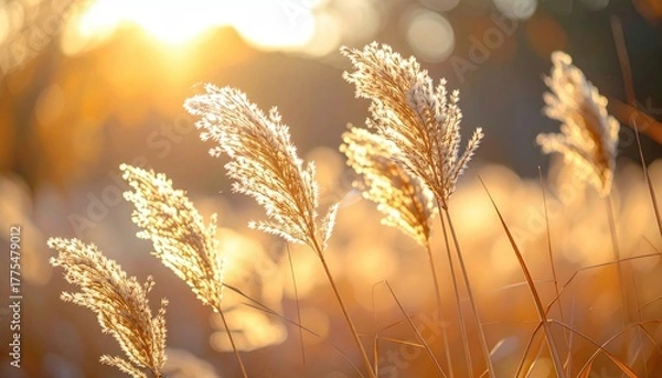 Fototapeta Close up of tall dry reeds and grasses backlit by warm golden hour sunlight creating a soft focus bokeh background with shallow depth of field in autumn