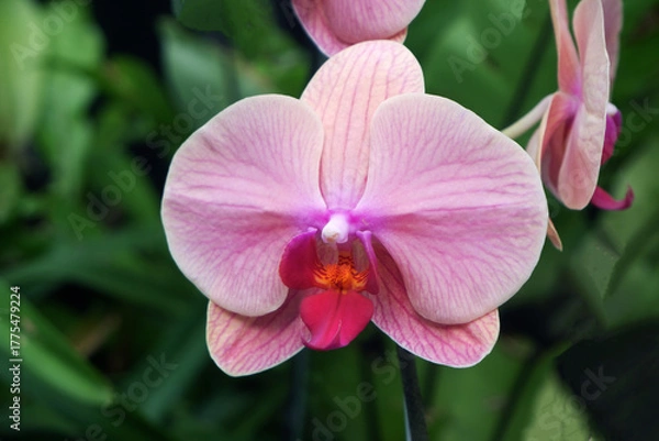 Obraz pink orchid flower