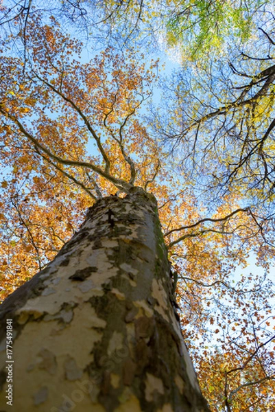 Obraz Upward Gaze Through Autumn Plane Tree Canopy