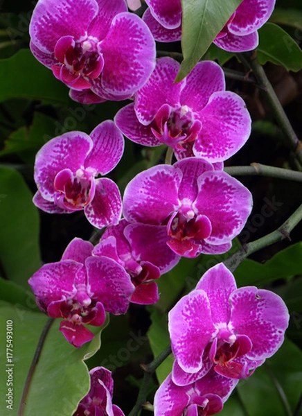 Obraz purple orchid on 