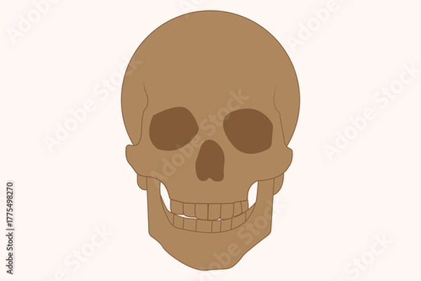 Obraz Simple brown human skull illustration viewed from the front on light background. eps 10