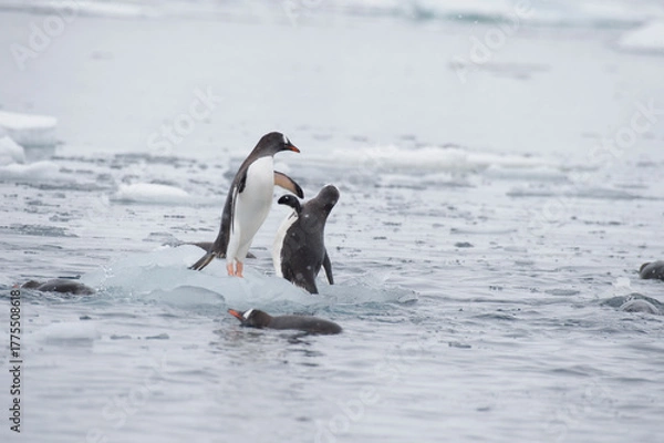 Obraz Gentoo Penguin on the ice