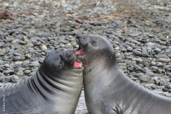 Obraz Elephant Seals Play Wrestling Biting