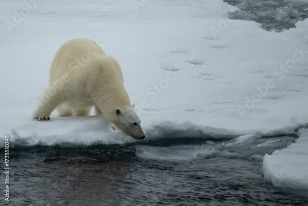 Fototapeta Polar bear walking on the ice in Arctic.