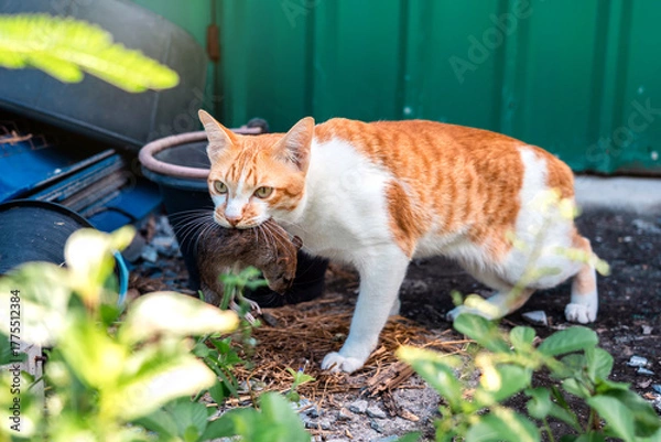 Fototapeta Naughty Orange and White Tabby cat carrying a killed mouse it away from a pile of garbage in the backyard.