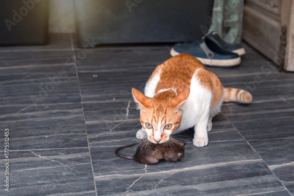 Fototapeta Naughty Orange and White Tabby Cat kill rat by holding a mouse in his mouth with the eyes of a cold-blooded hunter on floor tiles at front porch front of home.