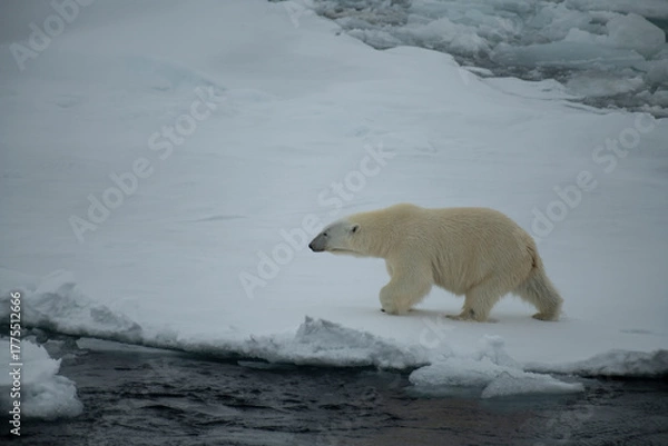 Fototapeta Polar bear walking on the ice in Arctic.