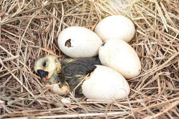 Fototapeta Newborn Shi Tou grey Goose. Little wet feathers newly gosling is hatching from egg in nest on haystack.