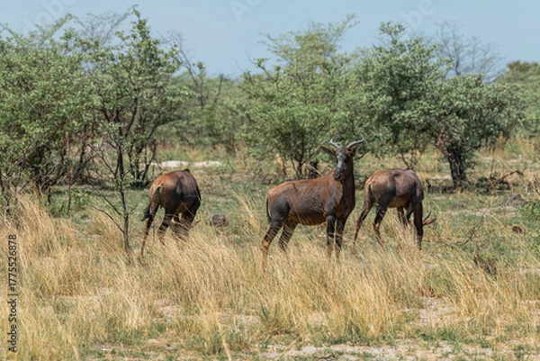 Obraz Blesbok antelope, Damaliscus pygargus, in the Okavango Delta