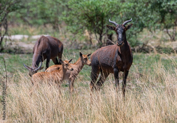 Obraz Blesbok antelope, Damaliscus pygargus, in the Okavango Delta