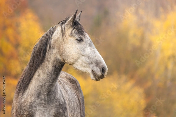 Fototapeta Pferdeportrait im Herbst