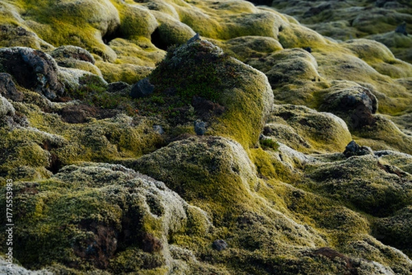 Fototapeta Moss-covered terrain with rocky outcrops creates a textured, natural landscape.