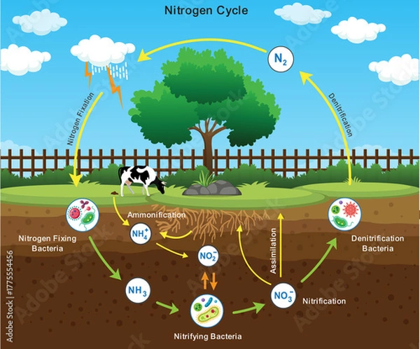 Obraz Nitrogen Cycle with Nitrogen Fixation Process Explained for Biology and Environmental Study