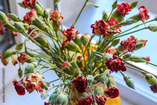Fototapeta Cluster of red Pistacia lentiscus mastic berries growing on green branches in natural setting near Antalya, Turkey. High quality photograph
