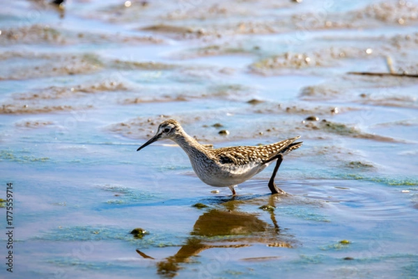 Fototapeta Tänzer im Flachwasser: Bruchwasserläufer in Bewegung auf der Jagd - Tringa glareola