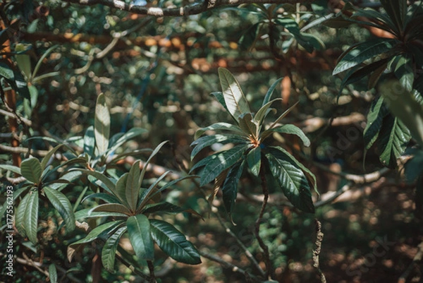 Obraz A close-up shot of lush green leaves and branches in a shaded forest setting. The image has a warm, natural tone and a shallow depth of field.