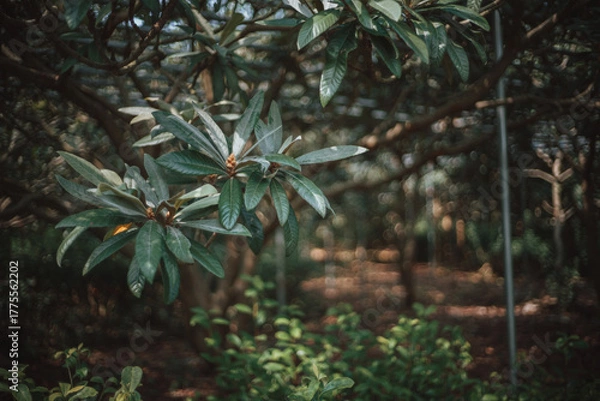 Obraz A close-up shot of a tree branch with lush green leaves, set against a blurred, dark forest background. The image has a moody, atmospheric feel.