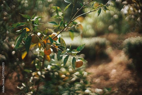 Obraz A blurred, close-up shot of a small tree branch laden with orange-colored fruits, set against a dark, out-of-focus background of foliage and earth. The image has a dreamy, bokeh effect.