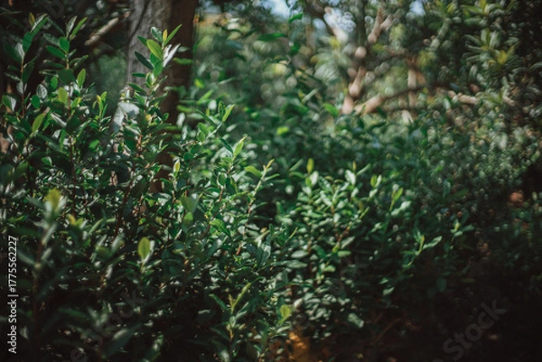 Obraz A blurred, close-up shot of lush green foliage in a shaded forest. a dense, verdant thicket of leafy plants, primarily shrubs and small trees, partially obscured by shadows. The focus is shallow.