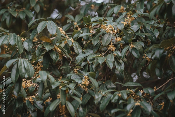 Obraz A close-up shot of a leafy tree with small, yellow flowers in bloom. The dark background emphasizes the foliage and blossoms.